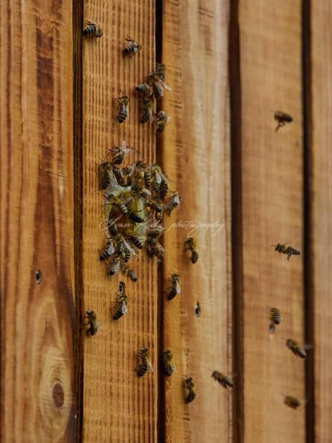 Hisa Zdravega Oddiha Apartment Begunje pri Cerknici Luaran gambar